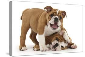 Two Playful Bulldog Puppies, 11 Weeks-Mark Taylor-Stretched Canvas