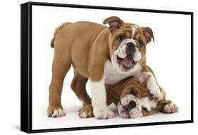Two Playful Bulldog Puppies, 11 Weeks-Mark Taylor-Framed Stretched Canvas