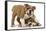 Two Playful Bulldog Puppies, 11 Weeks-Mark Taylor-Framed Stretched Canvas