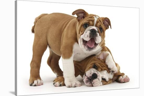 Two Playful Bulldog Puppies, 11 Weeks-Mark Taylor-Stretched Canvas