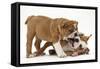 Two Playful Bulldog Puppies, 11 Weeks-Mark Taylor-Framed Stretched Canvas