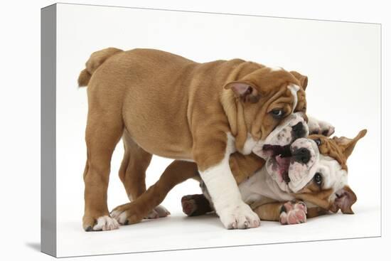 Two Playful Bulldog Puppies, 11 Weeks-Mark Taylor-Stretched Canvas