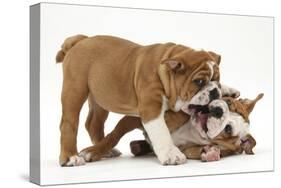 Two Playful Bulldog Puppies, 11 Weeks-Mark Taylor-Stretched Canvas