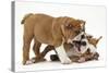 Two Playful Bulldog Puppies, 11 Weeks-Mark Taylor-Stretched Canvas