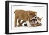 Two Playful Bulldog Puppies, 11 Weeks-Mark Taylor-Framed Photographic Print