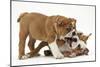 Two Playful Bulldog Puppies, 11 Weeks-Mark Taylor-Mounted Photographic Print