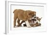 Two Playful Bulldog Puppies, 11 Weeks-Mark Taylor-Framed Photographic Print