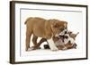 Two Playful Bulldog Puppies, 11 Weeks-Mark Taylor-Framed Photographic Print