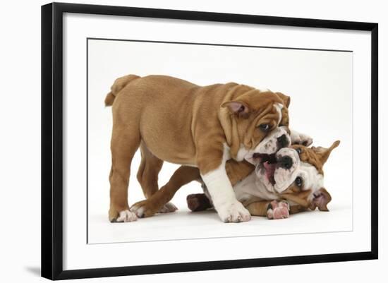 Two Playful Bulldog Puppies, 11 Weeks-Mark Taylor-Framed Photographic Print