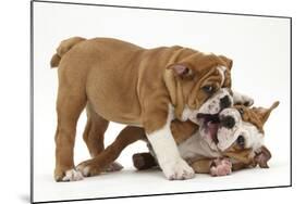 Two Playful Bulldog Puppies, 11 Weeks-Mark Taylor-Mounted Photographic Print