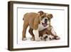 Two Playful Bulldog Puppies, 11 Weeks-Mark Taylor-Framed Photographic Print