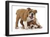 Two Playful Bulldog Puppies, 11 Weeks-Mark Taylor-Framed Photographic Print