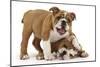 Two Playful Bulldog Puppies, 11 Weeks-Mark Taylor-Mounted Photographic Print