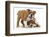 Two Playful Bulldog Puppies, 11 Weeks-Mark Taylor-Framed Photographic Print