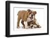 Two Playful Bulldog Puppies, 11 Weeks-Mark Taylor-Framed Photographic Print