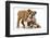 Two Playful Bulldog Puppies, 11 Weeks-Mark Taylor-Framed Photographic Print