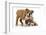 Two Playful Bulldog Puppies, 11 Weeks-Mark Taylor-Framed Photographic Print