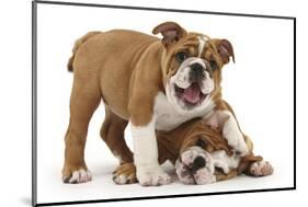 Two Playful Bulldog Puppies, 11 Weeks-Mark Taylor-Mounted Photographic Print