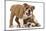 Two Playful Bulldog Puppies, 11 Weeks-Mark Taylor-Mounted Photographic Print