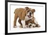 Two Playful Bulldog Puppies, 11 Weeks-Mark Taylor-Framed Photographic Print