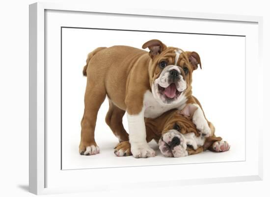 Two Playful Bulldog Puppies, 11 Weeks-Mark Taylor-Framed Photographic Print