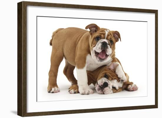 Two Playful Bulldog Puppies, 11 Weeks-Mark Taylor-Framed Photographic Print