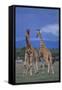 Two Playful Giraffes-DLILLC-Framed Stretched Canvas