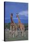 Two Playful Giraffes-DLILLC-Stretched Canvas