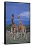 Two Playful Giraffes-DLILLC-Framed Stretched Canvas