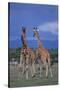 Two Playful Giraffes-DLILLC-Stretched Canvas