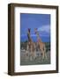 Two Playful Giraffes-DLILLC-Framed Premium Photographic Print