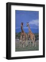 Two Playful Giraffes-DLILLC-Framed Premium Photographic Print