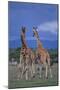 Two Playful Giraffes-DLILLC-Mounted Photographic Print