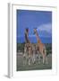 Two Playful Giraffes-DLILLC-Framed Photographic Print