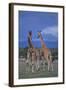 Two Playful Giraffes-DLILLC-Framed Photographic Print