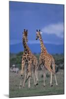 Two Playful Giraffes-DLILLC-Mounted Photographic Print