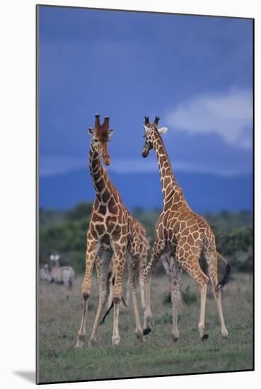 Two Playful Giraffes-DLILLC-Mounted Photographic Print