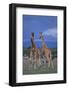 Two Playful Giraffes-DLILLC-Framed Photographic Print