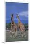 Two Playful Giraffes-DLILLC-Framed Photographic Print
