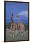 Two Playful Giraffes-DLILLC-Framed Photographic Print