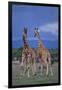 Two Playful Giraffes-DLILLC-Framed Photographic Print