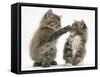 Two Playful Maine Coon Kittens, 7 Weeks-Mark Taylor-Framed Stretched Canvas