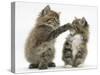 Two Playful Maine Coon Kittens, 7 Weeks-Mark Taylor-Stretched Canvas