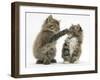 Two Playful Maine Coon Kittens, 7 Weeks-Mark Taylor-Framed Photographic Print