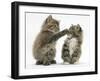 Two Playful Maine Coon Kittens, 7 Weeks-Mark Taylor-Framed Photographic Print