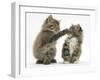 Two Playful Maine Coon Kittens, 7 Weeks-Mark Taylor-Framed Photographic Print