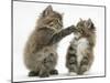 Two Playful Maine Coon Kittens, 7 Weeks-Mark Taylor-Mounted Photographic Print
