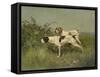 Two Pointers, C.1850-?97 (Oil on Canvas)-Charles Oliver De Penne-Framed Stretched Canvas