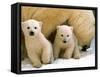 Two Polar Bear Cubs Keep an Eye on the Photographer as Their Mother Licks the Snow at Hogle Zoo-null-Framed Stretched Canvas