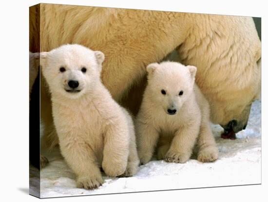 Two Polar Bear Cubs Keep an Eye on the Photographer as Their Mother Licks the Snow at Hogle Zoo-null-Stretched Canvas